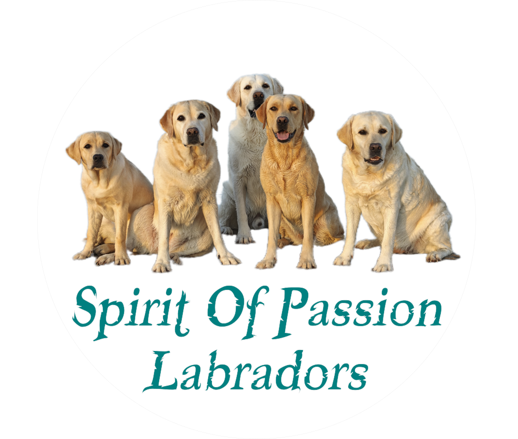 Spirit Of Passion Labradors